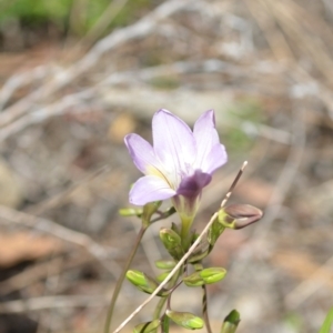 Freesia leichtlinii subsp. leichtlinii x Freesia leichtlinii subsp. alba at Wamboin, NSW - 25 Sep 2021