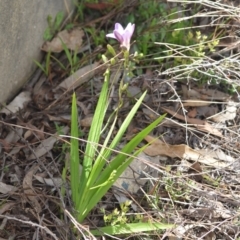 Freesia leichtlinii subsp. leichtlinii x Freesia leichtlinii subsp. alba at Wamboin, NSW - 25 Sep 2021 05:10 PM