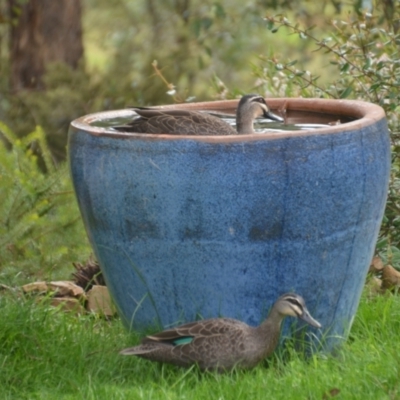 Anas superciliosa (Pacific Black Duck) at Wamboin, NSW - 2 Oct 2021 by natureguy