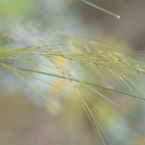 Austrostipa scabra at Wamboin, NSW - 2 Oct 2021