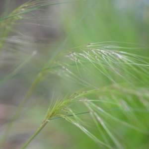 Austrostipa scabra at Wamboin, NSW - 2 Oct 2021