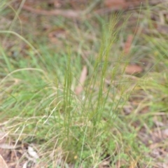 Austrostipa scabra at Wamboin, NSW - 2 Oct 2021