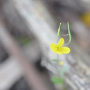 Brassica rapa at Wamboin, NSW - 11 Oct 2021