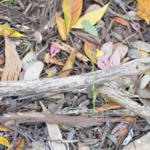 Brassica rapa at Wamboin, NSW - 11 Oct 2021