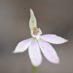 Caladenia carnea at Wamboin, NSW - 22 Oct 2021