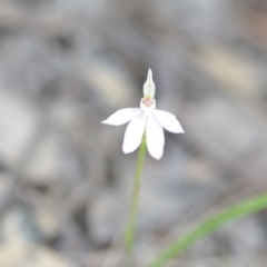 Caladenia carnea at Wamboin, NSW - 22 Oct 2021