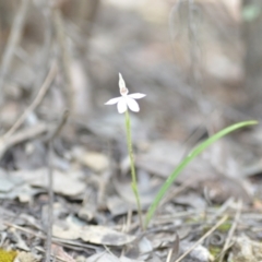 Caladenia carnea at Wamboin, NSW - 22 Oct 2021