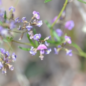 Glycine clandestina at Wamboin, NSW - 22 Oct 2021 01:36 PM