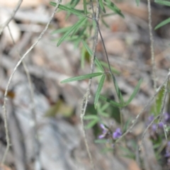 Glycine clandestina at Wamboin, NSW - 22 Oct 2021 01:36 PM