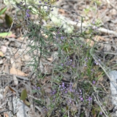 Glycine clandestina at Wamboin, NSW - 22 Oct 2021 01:36 PM