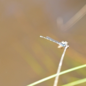 Austrolestes leda at Wamboin, NSW - 22 Oct 2021 01:39 PM