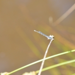 Austrolestes leda at Wamboin, NSW - 22 Oct 2021 01:39 PM