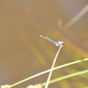 Austrolestes leda at Wamboin, NSW - 22 Oct 2021