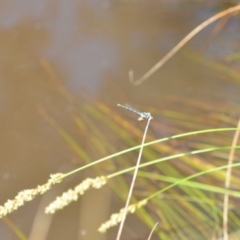 Austrolestes leda at Wamboin, NSW - 22 Oct 2021