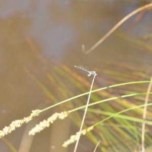 Austrolestes leda at Wamboin, NSW - 22 Oct 2021