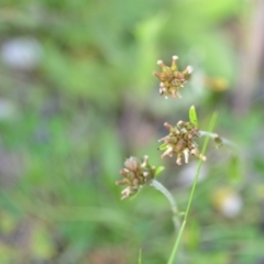 Euchiton japonicus (Creeping Cudweed) at Wamboin, NSW - 22 Oct 2021 by natureguy