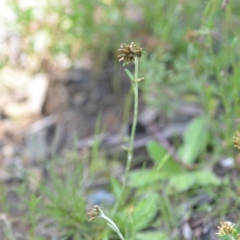 Euchiton japonicus at Wamboin, NSW - 22 Oct 2021