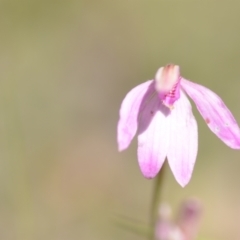 Caladenia carnea (Pink Fingers) at Wamboin, NSW - 22 Oct 2021 by natureguy