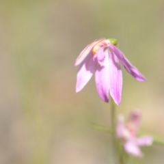 Caladenia carnea at Wamboin, NSW - suppressed