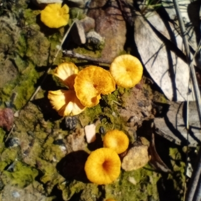 Lichenomphalia chromacea (Yellow Navel) at Corang, NSW - 6 Oct 2021 by LeonieWood