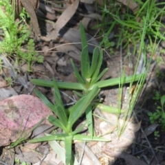 Carpobrotus aequilaterus (Angled Pigface) at QPRC LGA - 22 Oct 2021 by natureguy