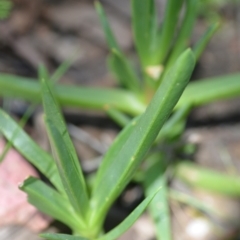 Carpobrotus aequilaterus at Wamboin, NSW - 22 Oct 2021