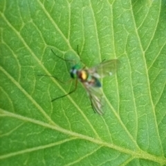 Dolichopodidae (family) (Unidentified Long-legged fly) at Corang, NSW - 22 Nov 2021 by LeonieWood