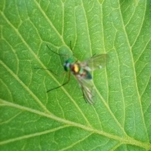 Dolichopodidae (family) at Corang, NSW - 22 Nov 2021