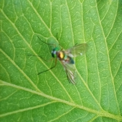 Dolichopodidae (family) (Unidentified Long-legged fly) at Corang, NSW - 21 Nov 2021 by LeonieWood