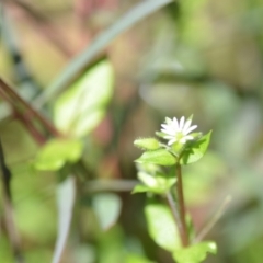 Stellaria media (Common Chickweed) at Wamboin, NSW - 22 Oct 2021 by natureguy