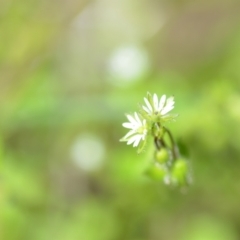 Stellaria media at Wamboin, NSW - 22 Oct 2021