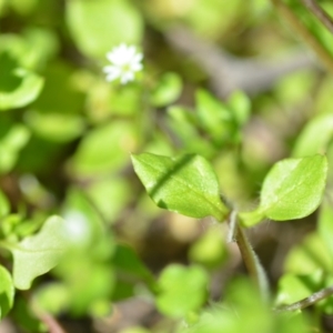 Stellaria media at Wamboin, NSW - 22 Oct 2021