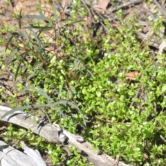 Stellaria media at Wamboin, NSW - 22 Oct 2021 01:53 PM