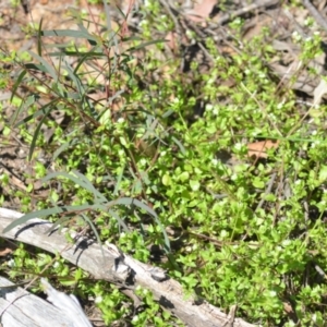 Stellaria media at Wamboin, NSW - 22 Oct 2021 01:53 PM