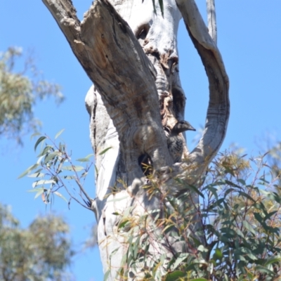 Chenonetta jubata (Australian Wood Duck) at QPRC LGA - 22 Oct 2021 by natureguy