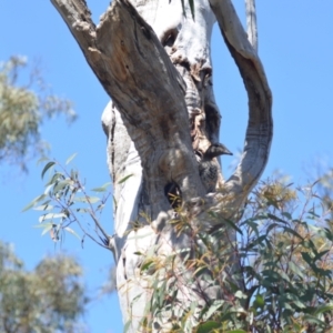 Chenonetta jubata at Wamboin, NSW - 22 Oct 2021
