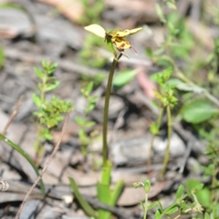 Diuris sulphurea (Tiger Orchid) at Wamboin, NSW - 22 Oct 2021 by natureguy