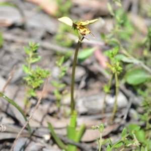 Diuris sulphurea at Wamboin, NSW - suppressed