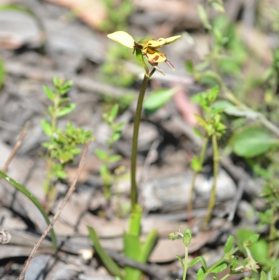 Diuris sulphurea (Tiger Orchid) at Wamboin, NSW - 22 Oct 2021 by natureguy