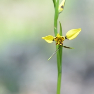 Diuris sulphurea at Wamboin, NSW - suppressed