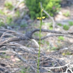 Diuris sulphurea at Wamboin, NSW - 22 Oct 2021