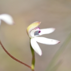 Caladenia moschata (Musky Caps) at Wamboin, NSW - 22 Oct 2021 by natureguy