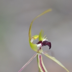 Caladenia atrovespa (Green-comb Spider Orchid) at Wamboin, NSW - 27 Oct 2021 by natureguy