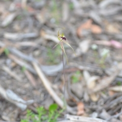 Caladenia atrovespa at Wamboin, NSW - 27 Oct 2021