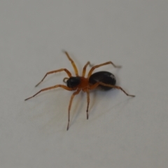 Unidentified Spider (Araneae) at QPRC LGA - 23 Oct 2021 by natureguy