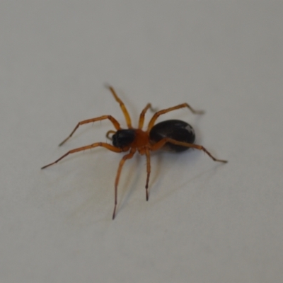Unidentified Spider (Araneae) at QPRC LGA - 23 Oct 2021 by natureguy