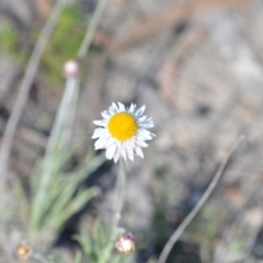 Leucochrysum albicans subsp. tricolor (Hoary Sunray) at Wamboin, NSW - 29 Oct 2021 by natureguy