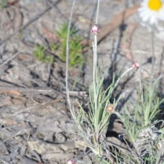 Leucochrysum albicans subsp. tricolor at Wamboin, NSW - 29 Oct 2021