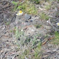 Leucochrysum albicans subsp. tricolor at Wamboin, NSW - 29 Oct 2021