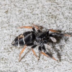 Apricia jovialis at Acton, ACT - 17 Dec 2021 11:34 AM